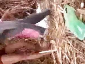 मुफ्त हिंदी में सेक्सी मूवी एचडी अश्लील वीडियो